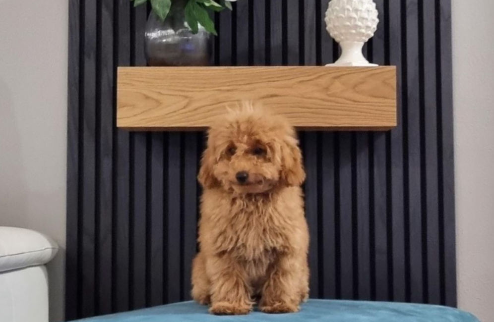 A dog comfortably sits on a blue cushion, with eco-friendly wooden panels adorning the wall behind it, enhancing the decor.